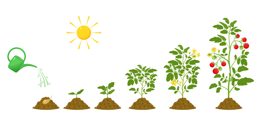 Pismo Ventures Stages of growth of tomatoes. Irrigation and conditions for plant germination in agriculture. Botanical infographic.